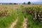 The local corn farm field with the path for the tractors in the valley