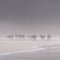 Local cows in the morning mist at Second Beach, Port St Johns on the wild coast in Transkei, South Africa.