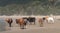 Local cows at Second Beach, Port St Johns on the wild coast in Transkei, South Africa.