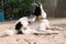 The local dog black and white laying down on the sand for exercise yoga