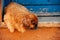 A local dog cools down in the shade in Trinidad, Cuba.