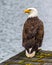 A local eagle on Lake Roesiger, Snohomish, WA