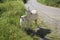 Local family goats near a rural road. Goats standing among green grass