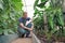 Local farmer hoed soil on bed of vegetables inside greenhouse. Man gardener near cucumber and pepper vegetable bed. Organic