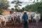 Local farmer and a large herd of cattles