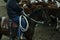 local farmers riding their quaterhorses, competing at a cutting horse, futurity event