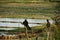 Local farmers risk their life in Rice paddy fields near the Plain of Jars archaeological site.