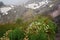 Local flora - grass and small bushes with white flowers, most of it endemic to Madagascar growing in Andringitra National Park as