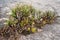 Local flora - grass and small flowers, most of it endemic to Madagascar growing over rocks in Andringitra National Park