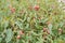 Local flora - small bushes with wet red rose like flowers, most of it endemic to Madagascar growing in Andringitra National Park