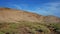 Local flora such as Psammophytes, Euphorbias and other spurges covering the base of Montana Pelada, El Medano, Tenerife, Spain