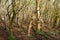 Local forestry planting of hundreds of European Hornbeam trees very close together to form a thick copse on both sides of a path t