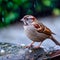 local garden sparrow bird up close