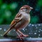 local garden sparrow bird up close