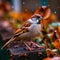 local garden sparrow bird up close