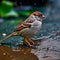 local garden sparrow bird up close