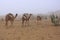 Local guide with camels walking in early morning fog