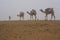 Local guide with camels walking in early morning fog