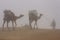 Local guide with camels walking in early morning fog, Thar deser