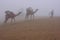 Local guide with camels walking in early morning fog, Thar desert, India