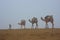 Local guide with camels walking in early morning fog, Thar desert, India