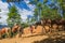 The local guide trekking towards the Tiger`s nest as the horses are climbing down in Paro, Bhutan