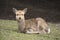 A local Japan deers in nara park. world heritage city in Japan