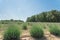 Local lavender farm blooming in Gainesville, Texas, USA