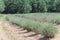 Local lavender farm blooming in Gainesville, Texas, USA