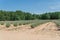 Local lavender farm blooming in Gainesville, Texas, USA