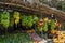 Local market for agricultural products. A showcase with a variety of exotic fruits and bunches of bananas. Asia, Sri Lanka