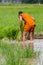 The local monk working in the rice farm