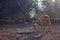 Local mountain dogs in Bena village on the Flores island of East Nusa Tenggara, Indonesia