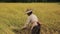 Local Northern Thai local rice farmers harvesting, by hand, lush rice crops and laying them out to dry in the sun, Mae Hong Son