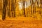 Local park covered with golden foliage in fall, rural landscape