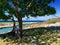 Local person under tree in Cuba