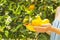 Local produce orange tree farm garden full of sunlight. Harvesting, fruit hand picking, female farmer w/ harvest pile bowl.