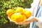 Local produce orange tree farm garden sunlight. Harvesting, fruit hand picking, female farmer hipster. Perfect oranges on branch.