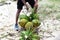 Local resident with coconuts