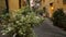 Local resident peeking from bushes at two young ladies walking along street