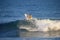 Local surfer in the wave, El Zonte beach, El Salvador