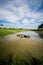 Local Thai Buffaloes are Taking a bath in Swamp