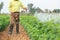 Local Thai farmer or gardener spraying chemical in Marigold flow