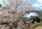 A local train traveling on a railroad bridge by a flourishing cherry blossom Sakura tree near Sasamado Station