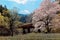 A local train travels on a bridge by a flourishing cherry blossom  Sakura  tree near Kawane Sasamado