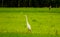 Local white birds, great egret bird walking around organic rice field and watching for food, little insects and shell.
