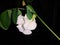 A local white flower and leaf on black background image