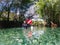 Local woman scuba diver tows dive flag through the shallow aqua spring waters, Ginnie Springs, Florida