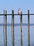 Local woman with umbrella standing on U Bein bridge, Amarapura,