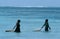 Local women collecting seashells at low tide, Zanzibar